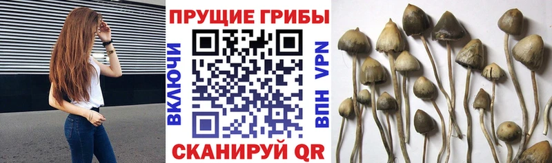 где купить наркотик  Мантурово  Галлюциногенные грибы GOLDEN TEACHER 